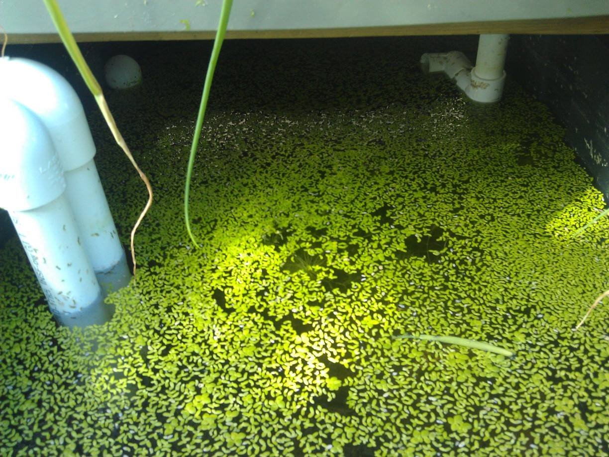 fundraiser by kevin byrne : byrne organic aquaponics inc.
